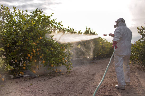 Best Pest Inspection Near Me  in Olivarez, TX